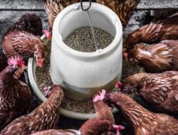5 Cara Cerdas Mengurangi Biaya Pakan di Usaha Budidaya